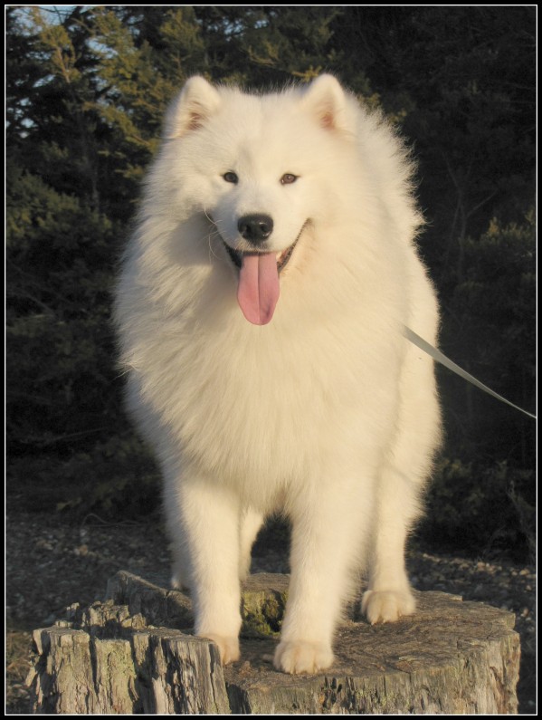 Loki_July_2011_2.jpg